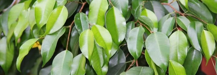 Grüne Blätter einer Birkenfeige